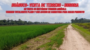 HUÁNUCO - VENTA DE TERRENO AGRICOLA DE 60 HECTAREAS (HUANUCO - PERU)