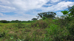 TARAPOTO -  VENTA DE TERRENO DE 10 HECTAREAS (TARAPOTO - PERU)