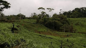 POZUZO / VENTA DE TERRENO DE 100 HECTAREAS, EXCELENTE PARA GANADERIA Y AGRICULTURA (POZUZO - PERU)