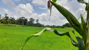 HUÁNUCO - VENTA DE TERRENO AGRICOLA DE 60 HECTAREAS (HUANUCO - PERU)