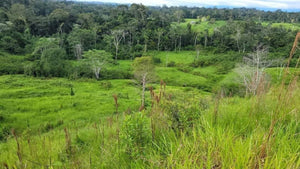 POZUZO / CARRETERA PASANDO SAN JUAN  - SE VENDE TERRENO INDUSTRIAL DE 180 HECTAREAS (POZUZO - SELVA CENTRAL - PERU)