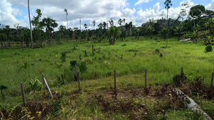 CODOS POZUZO CARRETERA A PUCALLPA - VENTA DE TERRENO DE 170 HECTEREAS (SELVA CENTRAL - PERU)